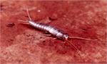 This is a silverfish
