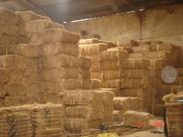 Coir Coconut Fiber