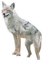 Two-Dimensional Coyote Decoy